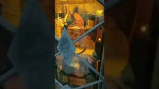 Сосновый Бор. Миша Инжелант #mishaingelant