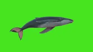 🐋 Whale Green Screen Video 😱|| Green Screen 4k Animation Video | Kinemaster Effect | #greenscreen
