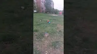 щенок и фризби #puppy