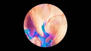 Into You - Odarba
