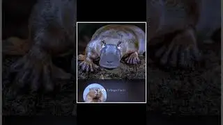 Platypus 🦆 A Cute Animal That Can Actually Kill You|😲😲| #shorts