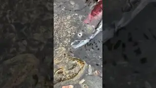 Tragic Salmon Massacre in California
