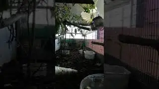 Овсянки, зеленушки