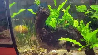 Dwarf (Pea) Puffers in Fluval Flex 15