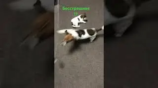 Джасмин бесстрашная!!!