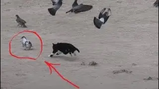 Охотничий кот на пляже и голубь