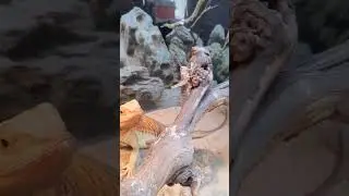 Бородатая агама кормление. Изюм довольный! 