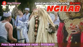 MENEGANGKAN‼️ Banyak Pengiring Kerauhan Saat Pelawatan Barong Bang NGILAB di Pura Petitenget