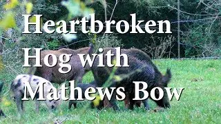 Bow Hunting South Texas Hogs - She's Heart Broken!
