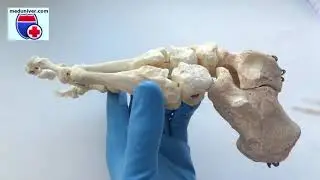 Foot anatomy (foot bones) - meduniver.com