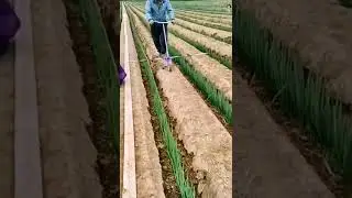 Smart Farmer Working On The Green Onion Farm 😎