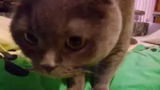 Вислоухий кот топчет одеяло