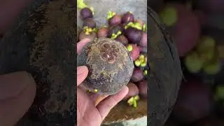 Мангостин из нашего собственного сада | гид на Бали | #shorts #short #shortvideo