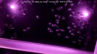 Beeeeees, not the beeees