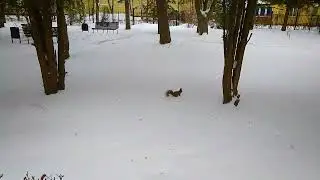 Праздники прошли, белочка осталась)