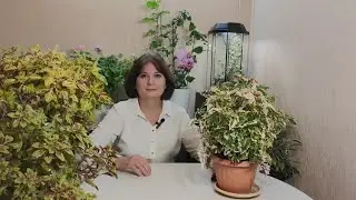 Разные способы полива цветов на примере колеусов (выращивание в квартире)