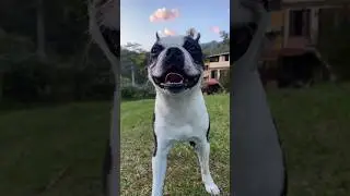 Randito jugando #bostonterrier #dog #bostonterrierlove #play