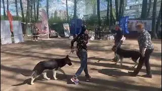 класс щенки суки