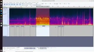 Saguinus bicolor (pied tamarin) detector python package tutorial
