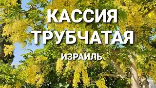 КАССИЯ ТРУБЧАТАЯ [красивые деревья в Израиле]