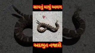 સાપનું માથું કપાયું😱😳 ||  