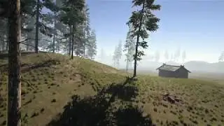 Conifers [BOTD]
