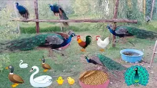 Have a nice trip to the Peacock and Duck Park / Very nice weekend 🦚🦢🦆🐔🐓🐤🐥