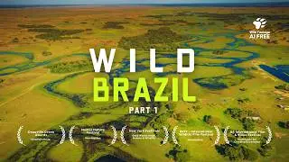 Full Documentary | Brazil's Atlantic Forest | Wildlife of Mata Atlântica