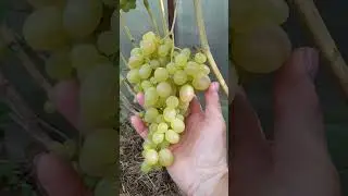 Саженцы и черенки: 89527499909 