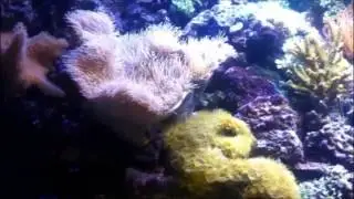 Рифовый аквариум 1500 л / Reef Tank 1500l - встроенный в стену