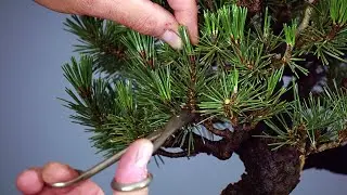 TOUT SUR LE PIN NOIR DU JAPON EN BONSAÏ SUR UNE ANNÉE