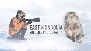 Photographing Pallas Cats in Mongolia | -30ºc w/ Nikon Z8