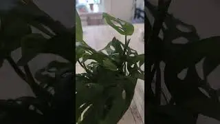🍃🍃🍃Черенки Монстеры Манки🍃🍃🍃Неделя в воде с активированным углем