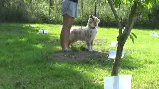 Australian Shepherd Java | Online ASCA Rally Turnier