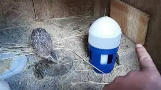 Doğal ortamda amatör bıldırcın yetiştirme yumurta alma civciv alma bıldırcın yetiştiriciliği  quail