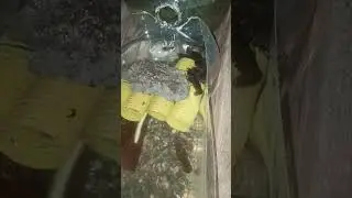 раки ночью