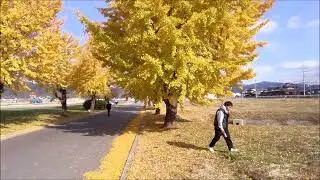 紅葉のイチョウ並木 ♪ さすらいの口笛（インスト）