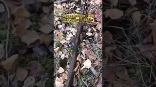 металлокоп