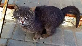 The cat was left at the station. He had been hoping for a long time that he would come back for it..
