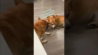Манюня в своем стиле 😂 #коргипемброк #корги #собака