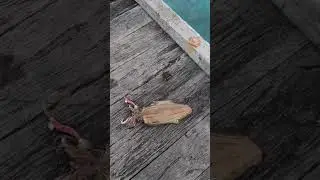 GIGANTIC Squid Off The Jetty 😳🦑 #fishing #squid #fishingvideo