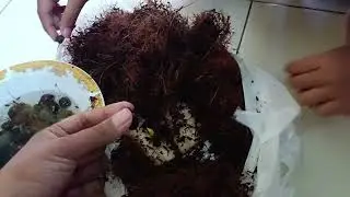 UNBOXING  9 JENIS KEONG AQUASCAPE