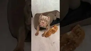 5 причин не заводить корги ❌