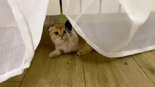Новые тюли сохраняют уют в доме / Котёнок оценил