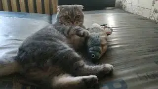 Кот Играет