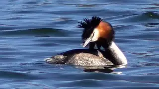 Birds in the spring. Mass arrival.