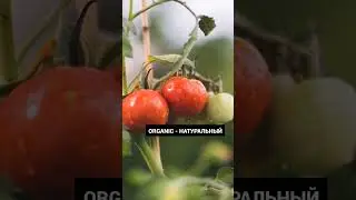 Садоводство