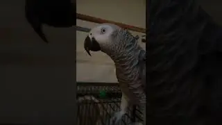 Попугай Гоша