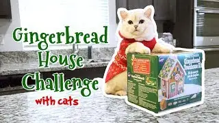 GINGERBREAD HOUSE CHALLENGE WITH CATS // ft. white_coffee_cat