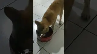 Entah Kucing Siapa Lagi Yang Datang Makan Ke Rumah